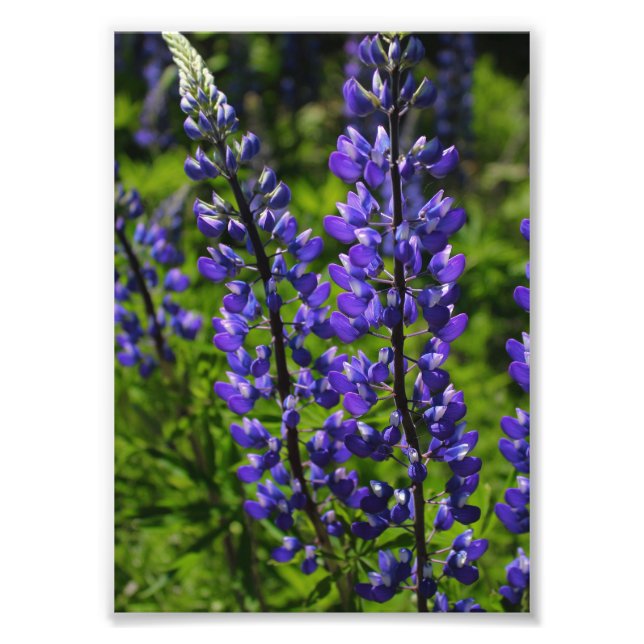 Impression Photo Lupines bleus (Devant)
