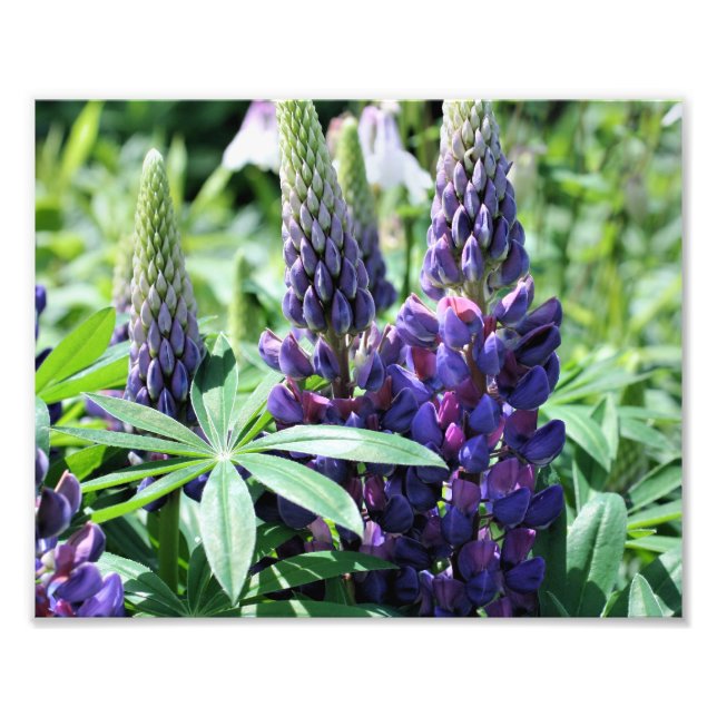 Impression Photo Lupines violettes sauvages 10x8 Fleur (Devant)