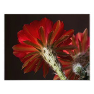 Impression Photo Lutte tout autour