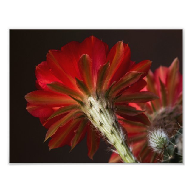 Impression Photo Lutte tout autour (Devant)