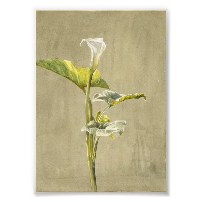 Impression Photo Lys calla par Fidelia Bridges (Devant)