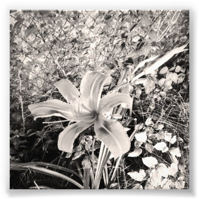 Impression Photo Lys de tigre Vintage noir et blanc (Devant)