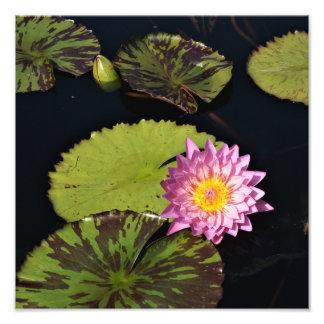 Impression Photo Lys d'eau de 12 po x 12 po