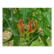 Lys flamme - Gloriosa Superba