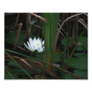 Impression Photo Lys Lotus Lilypads d'eau blanche 10x8 Fleur