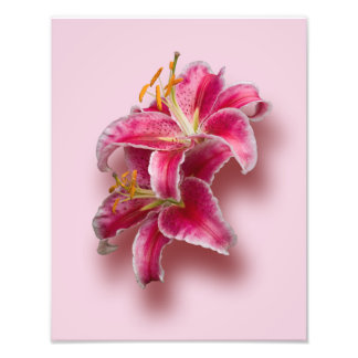 Impression Photo Lys Stargazer Rose
