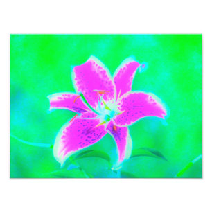 Impression Photo Lys Stargazer rose chaud sur fond turquoise et ver