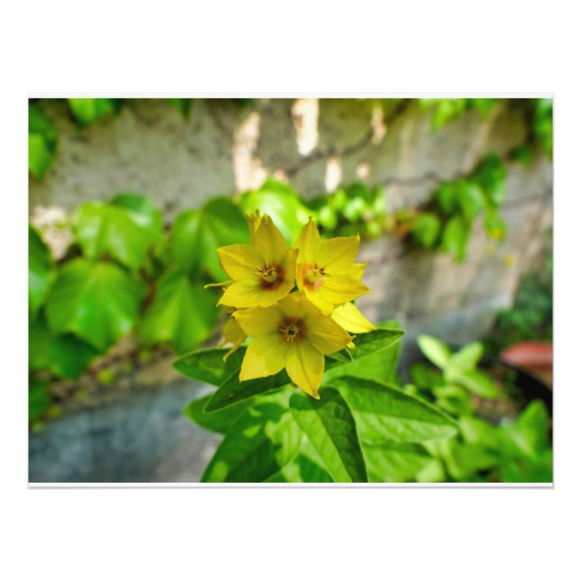 Impression Photo Lysimachia punctata (Devant)