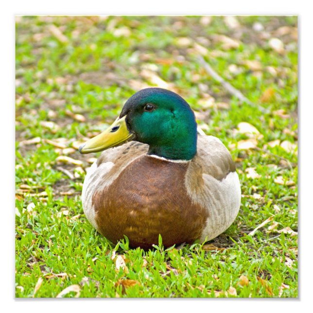 Impression Photo M. canard colvert (Devant)