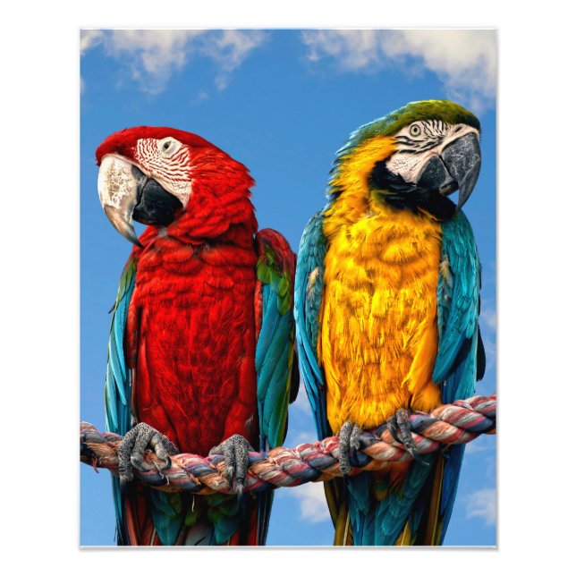 Impression Photo Macaw bleu et jaune et macaw Scarlet (Devant)