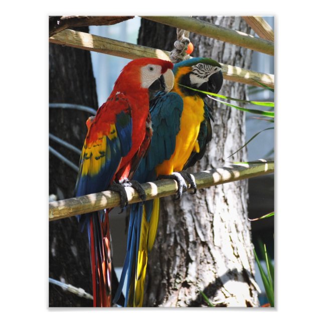 Impression Photo Macaws dans Key West (Devant)