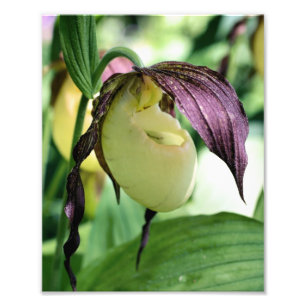 Impression Photo Macro blanc Lady Slipper Flower 8x10 Imprimer