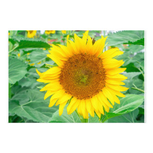 Impression Photo Macro couleur orange jaune tournesol fermer