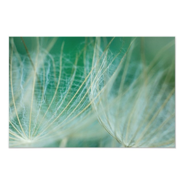 Impression Photo macro Dandelion (Devant)