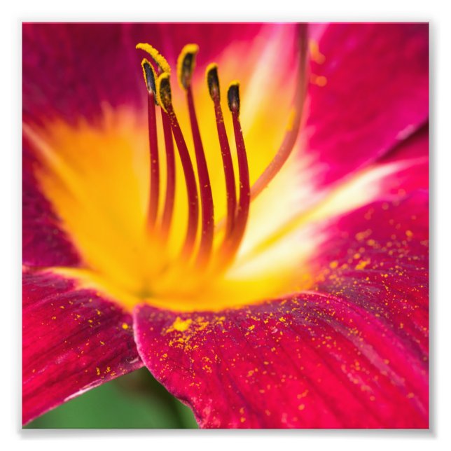 Impression Photo Macro Fermer Lily rouge (Devant)