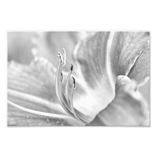 Impression Photo Macro Fleur B&W