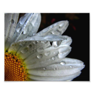 Impression Photo Macro fleur marguerite