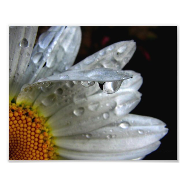 Impression Photo Macro fleur marguerite (Devant)
