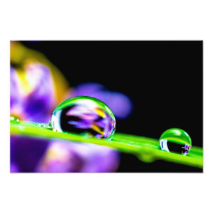 Impression Photo Macro goutte d'eau sur lame Grass Purple Flower