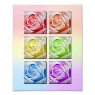Impression Photo Macro portrait de roses d'arc-en-ciel