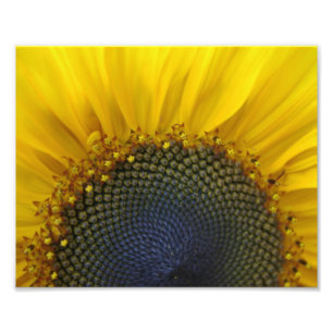 Impression Photo Macro tournesol