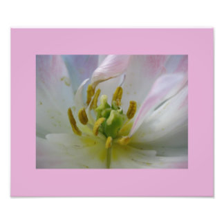 Impression Photo Macro Tulip rose