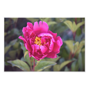Impression Photo Magenta Peony