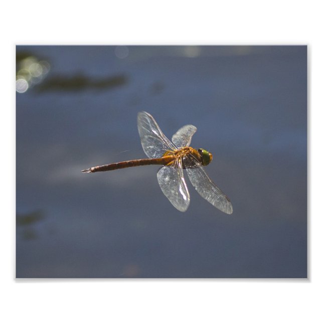 Impression Photo Magnifique Dragonfly Close Up Over Water (Devant)