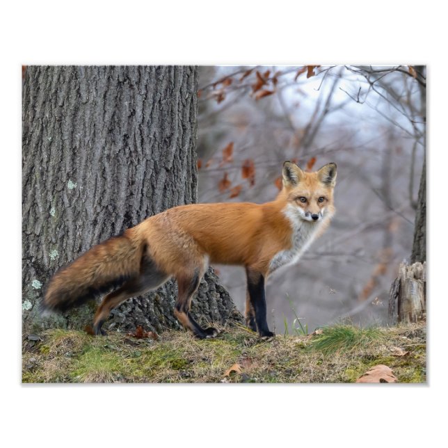 Impression Photo Magnifique M. Fox (Devant)
