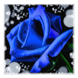 Impression Photo Magnifique rose bleu