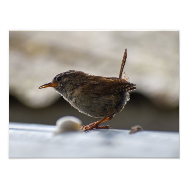 Impression Photo Magnifique Wren (Devant)