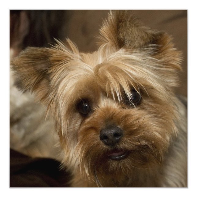 Impression Photo Magnifique Yorkshire Terrier (Devant)