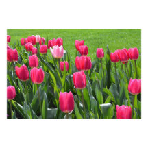 magnifiques fleurs de tulipes roses de printemps