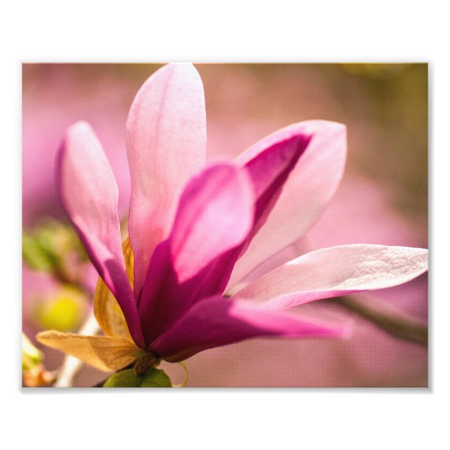 Impression Photo Magnolia rose (Devant)