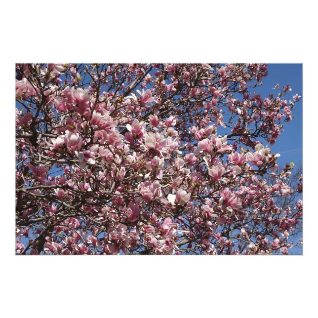 Impression Photo Magnolia rose 36"x24" (Devant)