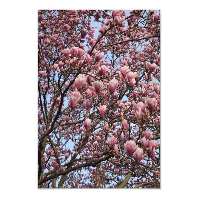 Impression Photo Magnolia rose de 13 x 19 po (Devant)