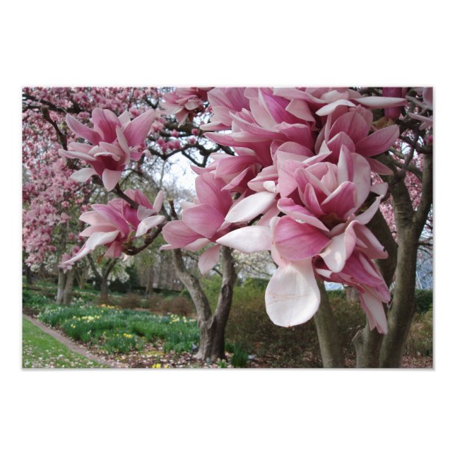 Impression Photo Magnolia rose de 19 x 13 po (Devant)