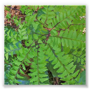 Impression Photo Maidenhair Fern