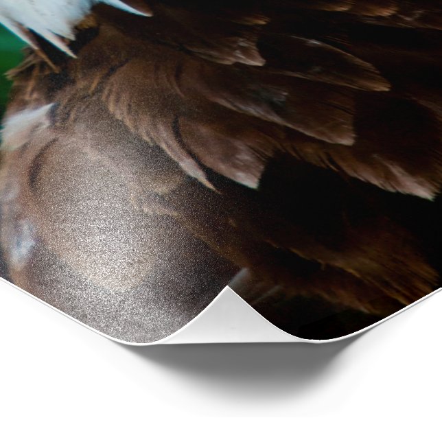 Impression Photo Majestic Bald Eagle (Coin)