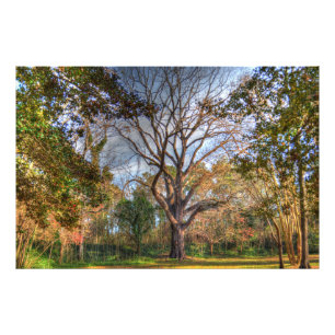 Impression Photo Majestic Black Walnut Tree