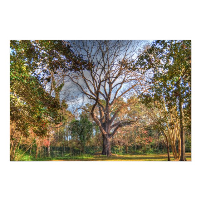 Impression Photo Majestic Black Walnut Tree (Devant)