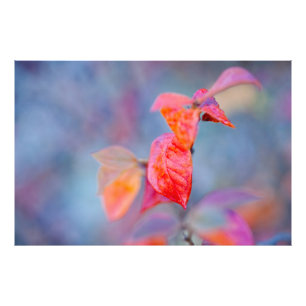 Impression Photo Majestic Feuilles de Cotonou