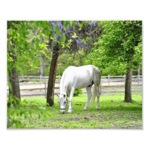 Impression Photo Majestic White Horse