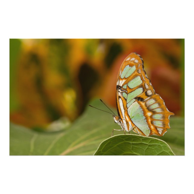 Impression Photo Malachite sur une feuille (Devant)
