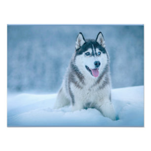 Impression Photo Malamute d'Alaska marchant sur le terrain de neige