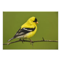 Male American Goldfinch en plumage reproducteur,