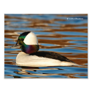 Impression Photo Male Bufflehead dans le soleil de l'après-midi