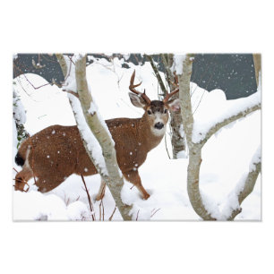 Impression Photo Mâle de cerfs communs dans la neige en hiver
