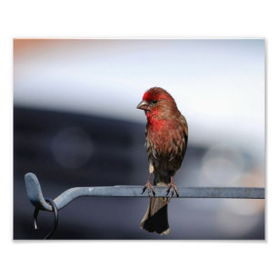Impression Photo Male House Finch