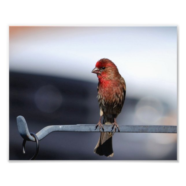 Impression Photo Male House Finch (Devant)
